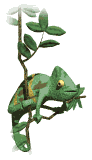 chameleon animated-images-gif